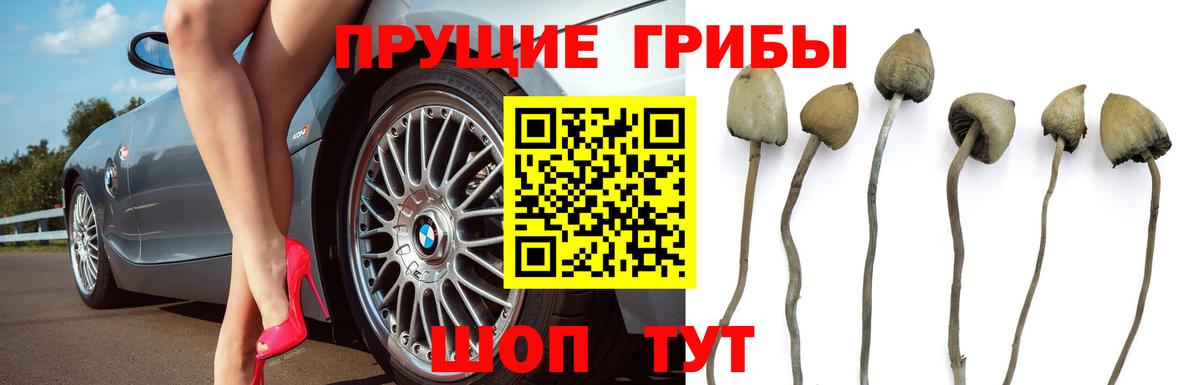 Галлюциногенные грибы Psilocybe  Вход с VPN  Артём 